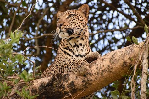 Uganda Wildlife Adventure Murchison Falls National Park Jinja 5