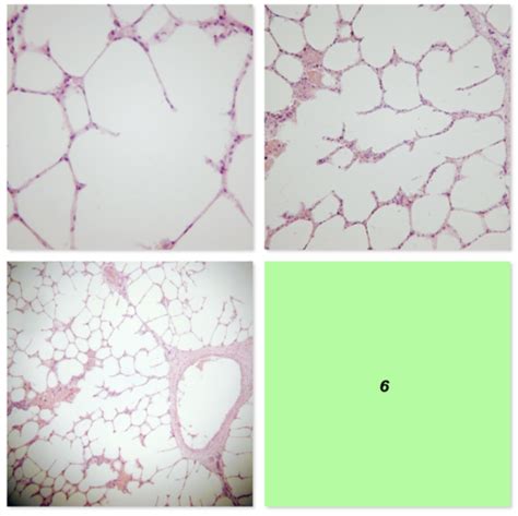 Histology Slides Only Names Flashcards Quizlet