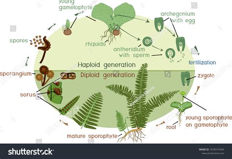 Life Cycle Fern Plant Life Cycle Stock Vector Royalty Free 1018147264