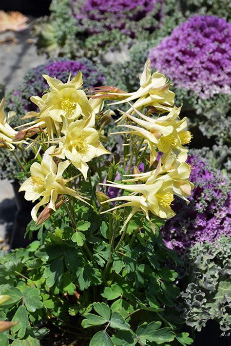 Kirigami Yellow Columbine Aquilegia Caerulea Kirigami Yellow In St