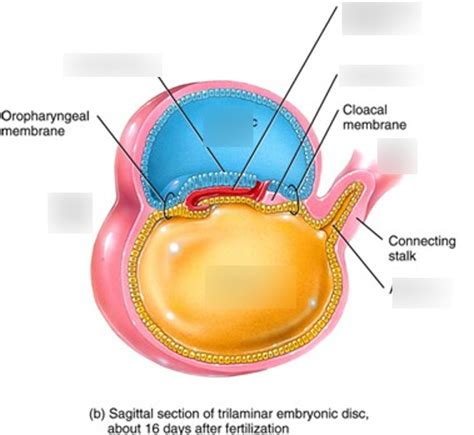 Notochord Diagram | Quizlet