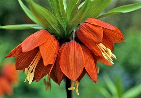 A Digital Botanic Garden Fritillaria Michailovskyi Liliaceae