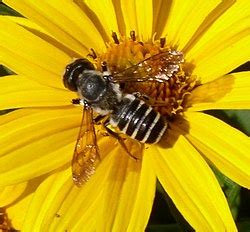 Mutualismo Biolog A Wikipedia La Enciclopedia Libre