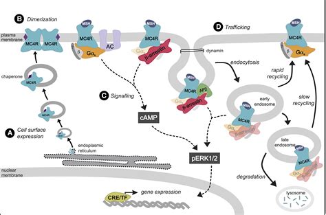 Human Mc4r Variants Affect Endocytosis Trafficking And Dimerization Revealing Multiple Cellular