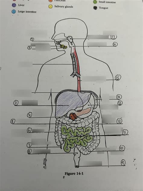 Digestion Diagram Diagram Quizlet