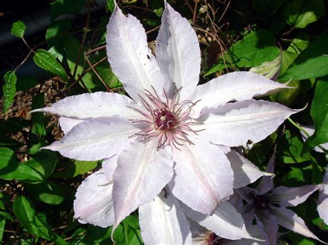 Clematis Patens C Morren And Decaisne