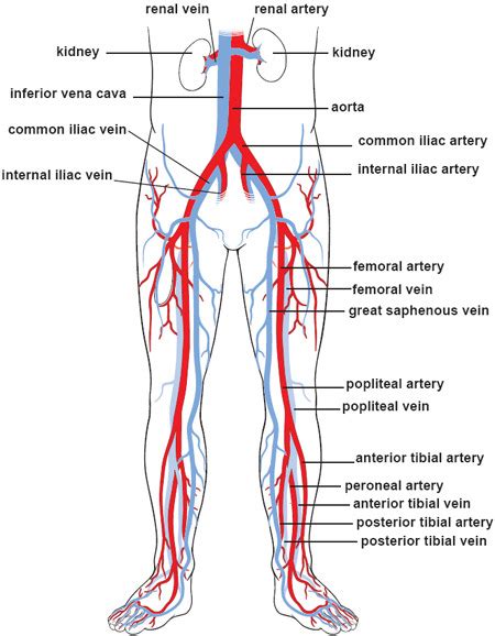 Unit 2 Blood Flow Diagram Quizlet