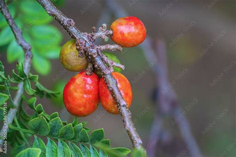 Ciruela Tree