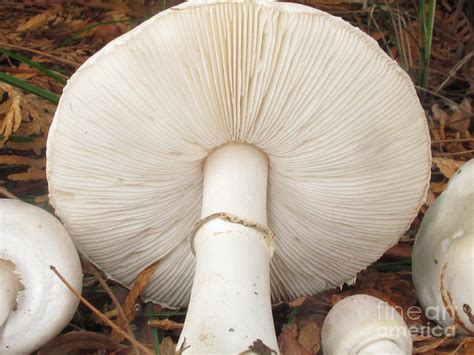 Smooth Parasol Mushroom Photograph By Timothy Myles Pixels