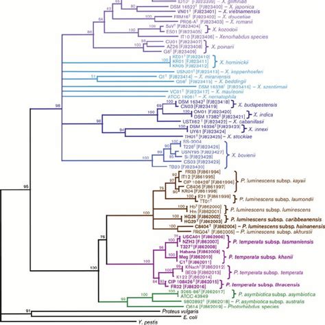 Phylogenetic Tree Derived From Distance Analysis Of S Rrna Gene