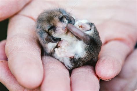 Baby Pygmy Possum