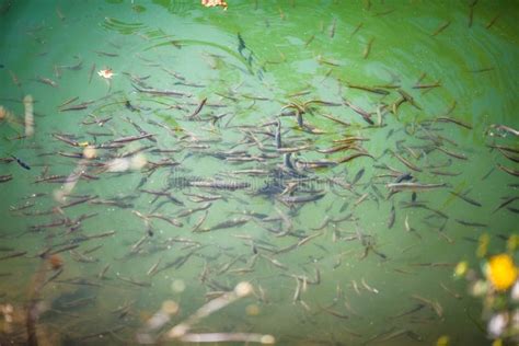 Lots of Tiny Fish in a Lake. Stock Photo - Image of mouth, color: 117437638