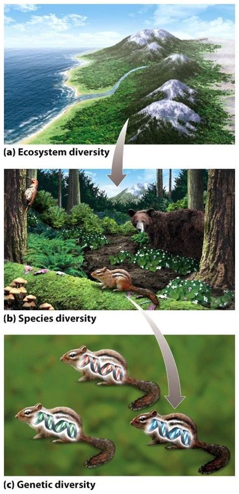 Levels Of Biodiversity 3 Scales A Ecosystem Diversity Is The