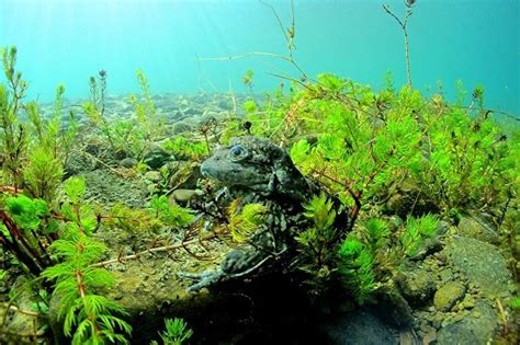 CAPANO Rana gigante del Titicaca continúa en peligro