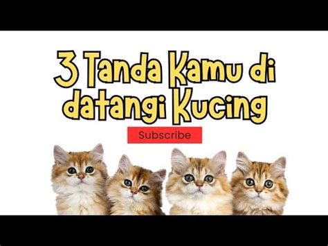 Alhamdulillah Bersyukurlah 3 Tanda Ketika Anda Di Datangi Kucing