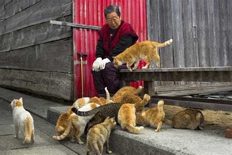 Quiet Corner:Tashirojima - Cat Island - Quiet Corner