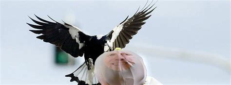 Magpie attack helmet cover