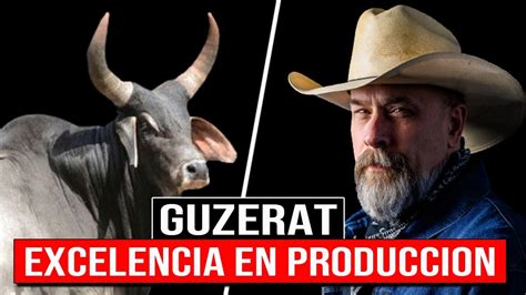 Raza Bovina Guzerat La Excelencia En Producci N De Leche Y Carne Boi