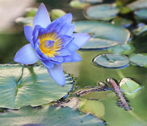 Blue Lotus Flower: Meaning and Symbolism - Mythologian