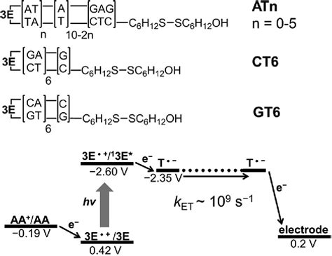 Figure 13 From Charge Transfer Dynamics In DNA Revealed By Time