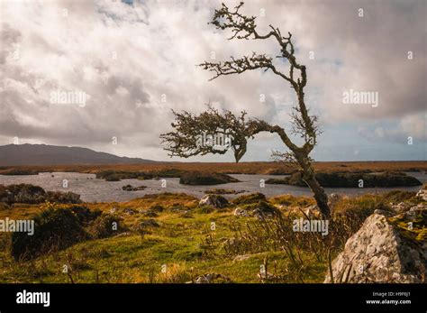 A Solitary Hawthorn Tree On A County Galway Moor Ireland Stock Photo