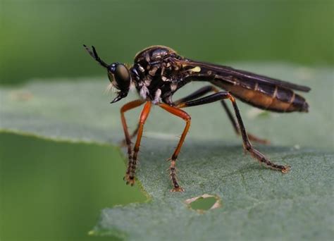 Common Red Legged Robberfly Dioctria Rufipes INaturalist