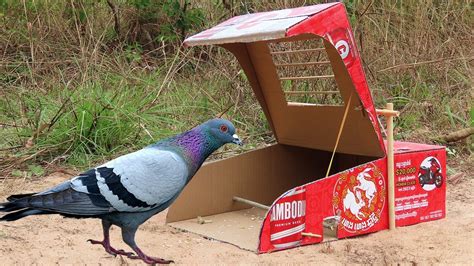 Easy Quick Pigeon Trap Using Cardboard Box And Woods Really Creative