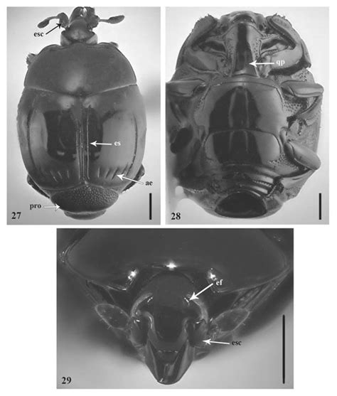 Scielo Brasil Chave De Identificação E Diagnose Dos Histeridae Insecta Coleoptera De