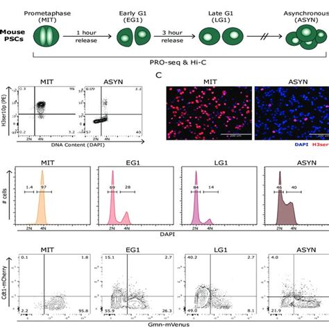 Mitotic Bookmarking Predicts Rapid Transcriptional Reactivation A