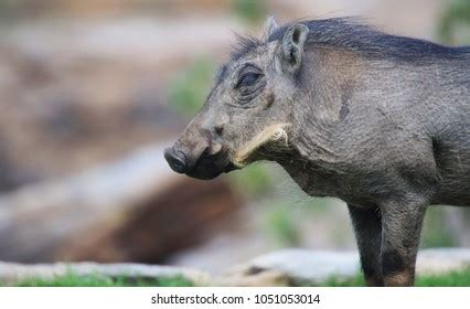 Portrait Cute Baby Warthog Stock Photo 1051053014 | Shutterstock