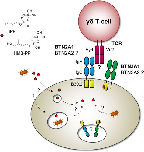 Antigen recognition by human γδ T cells one step closer to knowing