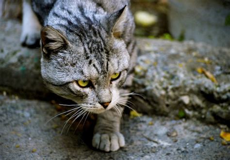 Primer Plano De Un Gato Callejero Sin Hogar Con Una Linda Cara