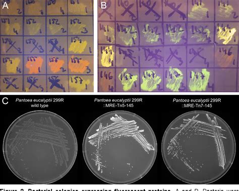 Figure From Delivering Chromatic Bacteria Fluorescent Protein Tags