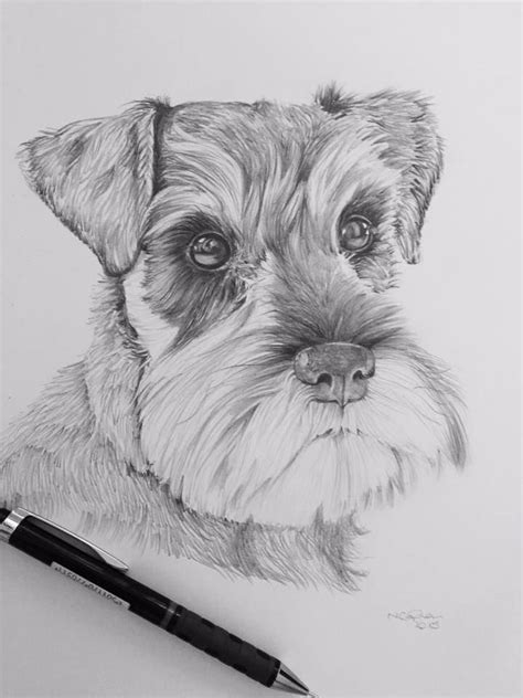 Https Facebook Photo Php Fbid Schnauzer