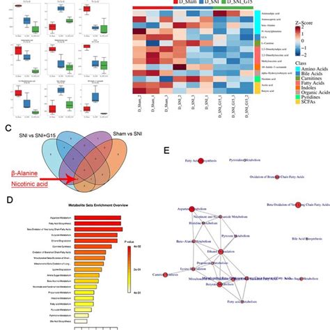 Metabolomics Reveals That β Alanine Metabolism Is Involved In