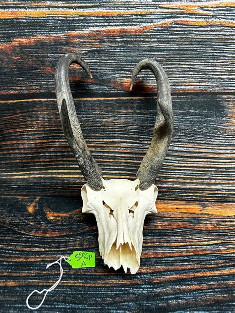 Trophy Pronghorn Antelope Skull Antler Mount Horn Head Unique Christmas