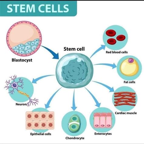 Lifewave X39 Stem Cell Activation Therapy Cape Coral FL Nextdoor