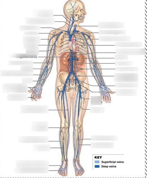 Body Veins Diagram Quizlet