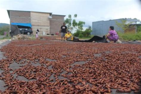 Harga Cengkih Tembus Rp120 000 Per Kg Petani Di Kolaka Utara Girang