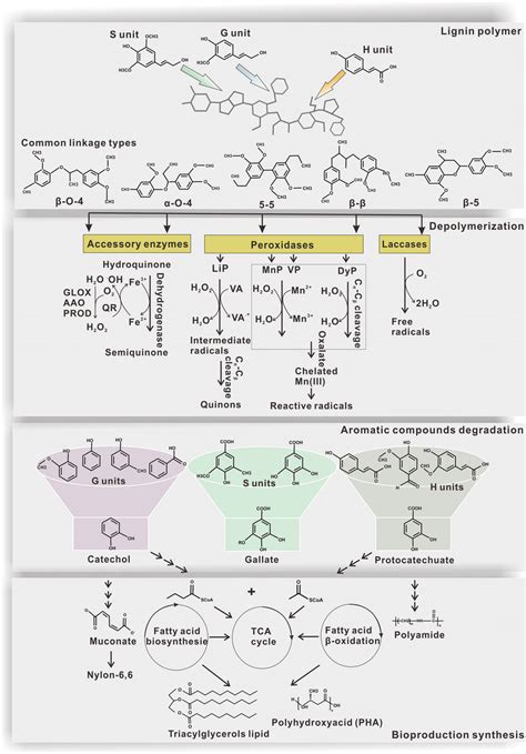 The Structure Of Lignin And Microbial Mediated Lignin Bioconversion