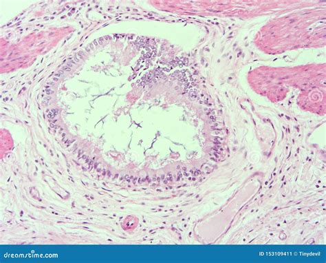 Histology Of Human Gallbladder Tissue Stock Image Image Of Kidney