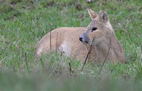 Water Deer Tusk Movement Wildlife Online