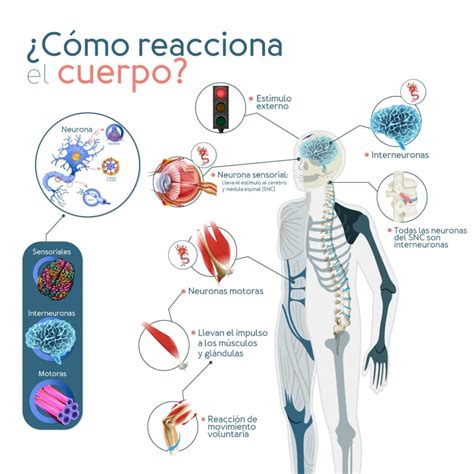 EntiendELA Qué es la Esclerosis Lateral Amiotrófica Clínica Zerenia