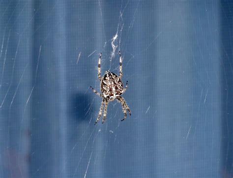 Spider Window Blue Free Image Download