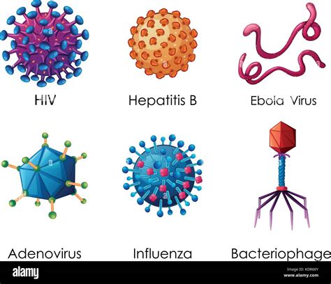 Seis Tipos De Virus Ilustraci N Sobre Fondo Blanco Imagen Vector De