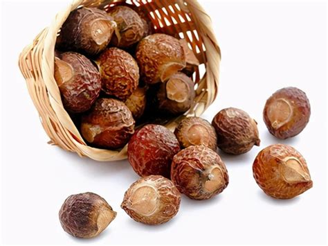 Sapindus Mukorossi Fruit Extract Or Soapnut Extract Powder Bulk 25KG