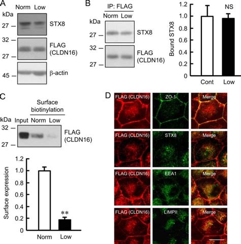 Claudin 16 Antibody