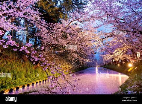 Beautiful cherry blossom landscape in Japan Stock Photo - Alamy