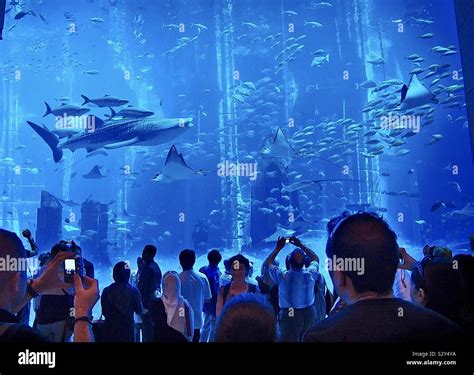 Aquarium in Palm Hotel Dubai Stock Photo - Alamy