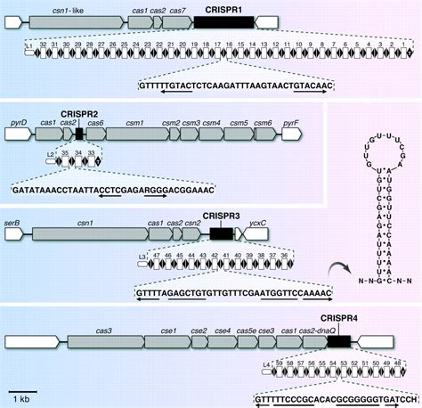 Crisprcas The Immune System Of Bacteria And Archaea Science